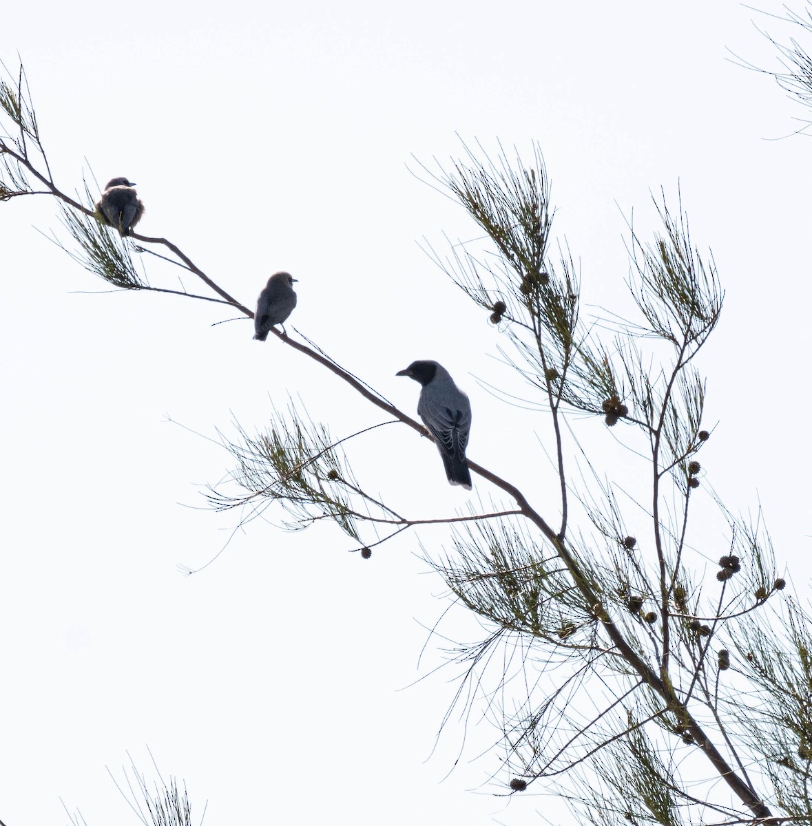 Black-faced Cuckooshrike - ML638311112