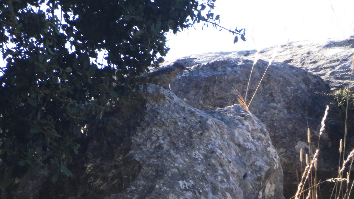 Rufous-tailed Rock-Thrush - ML638311113