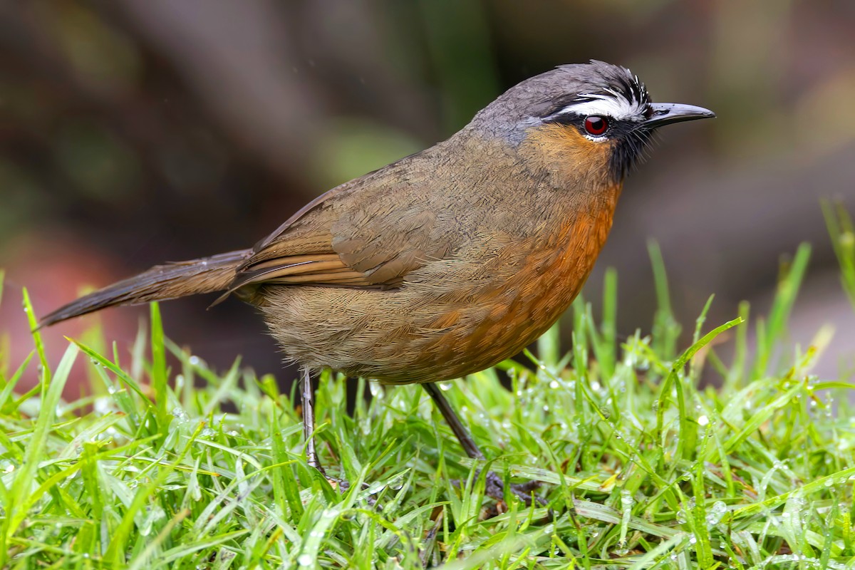 Nilgiri Laughingthrush - ML638311114