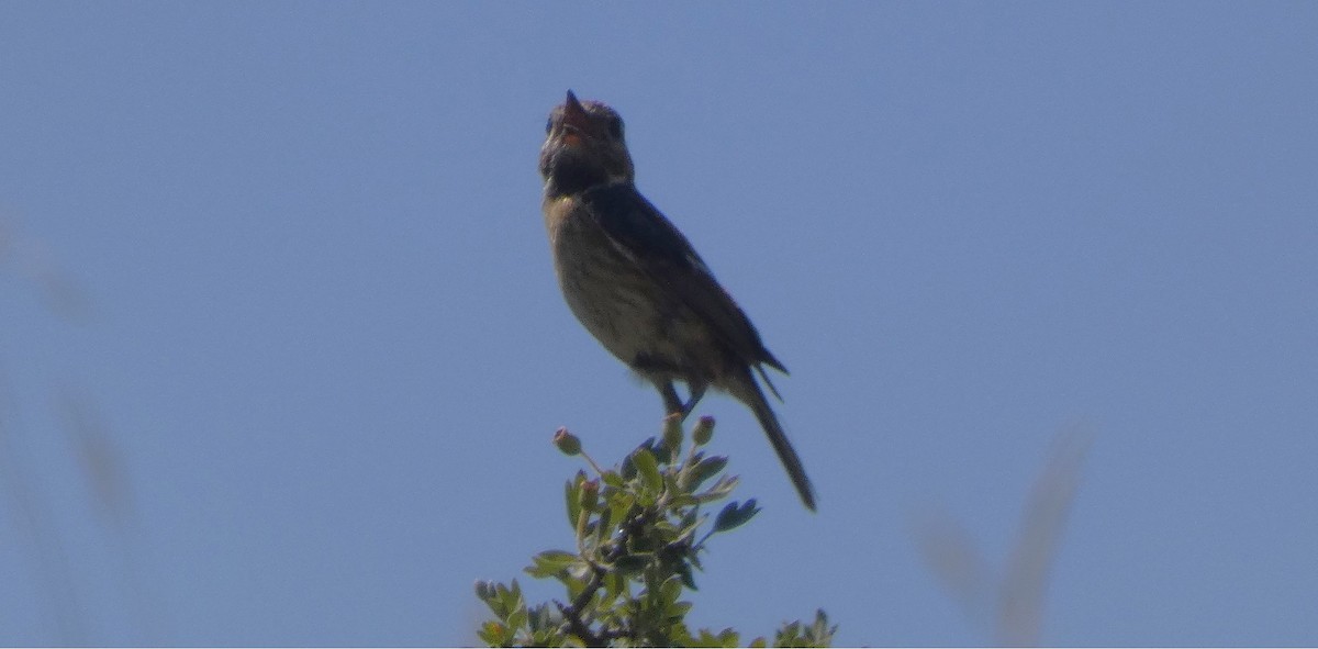 European Stonechat - ML638311117