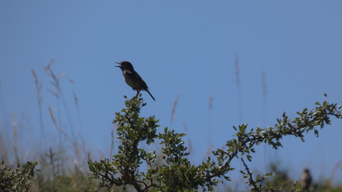 European Stonechat - ML638311119
