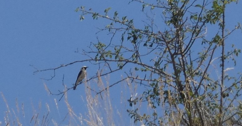 Western Black-eared Wheatear - ML638311125