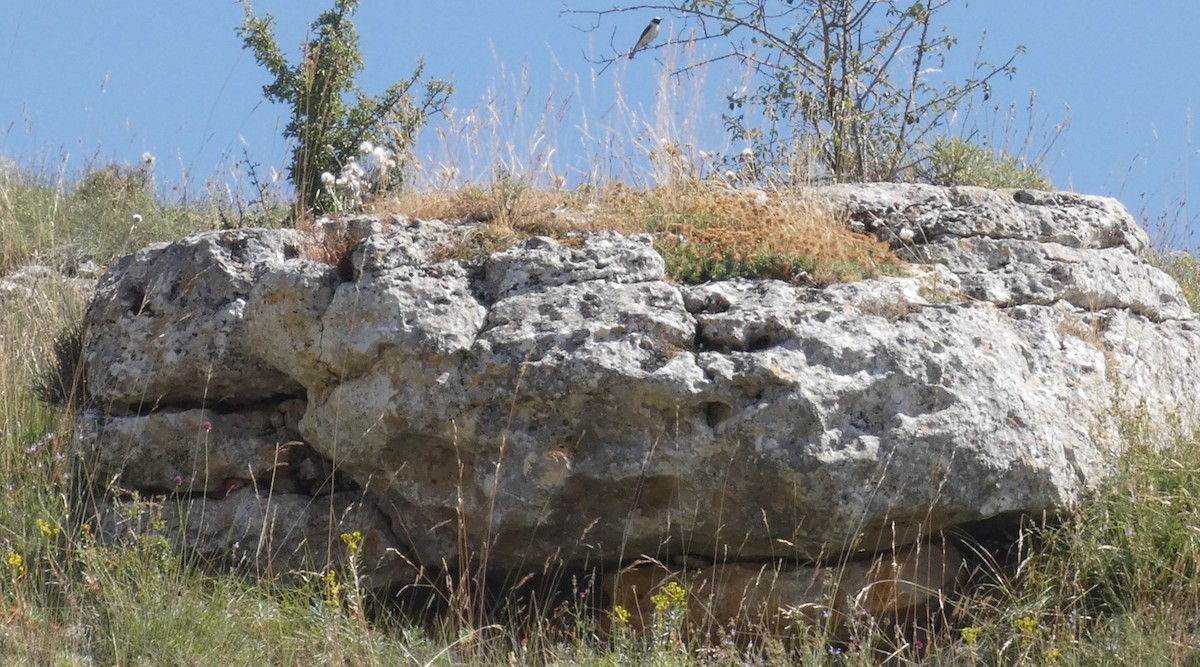 Western Black-eared Wheatear - ML638311126