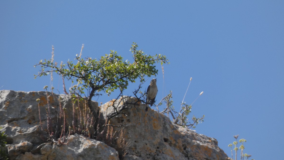 Western Black-eared Wheatear - ML638311127