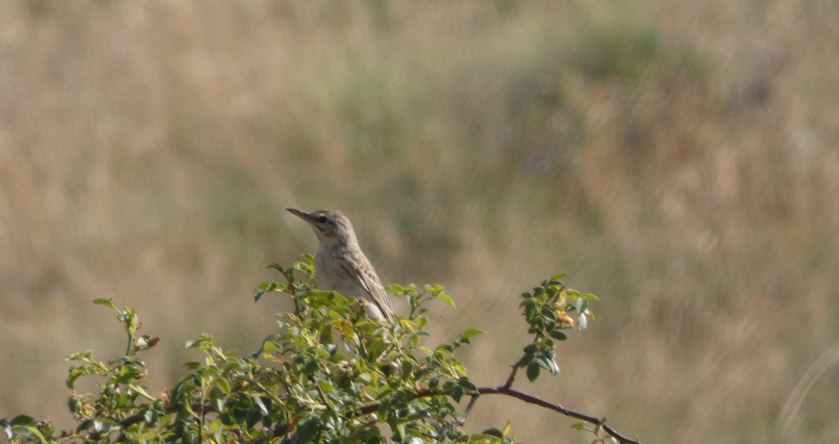 Tawny Pipit - ML638311130