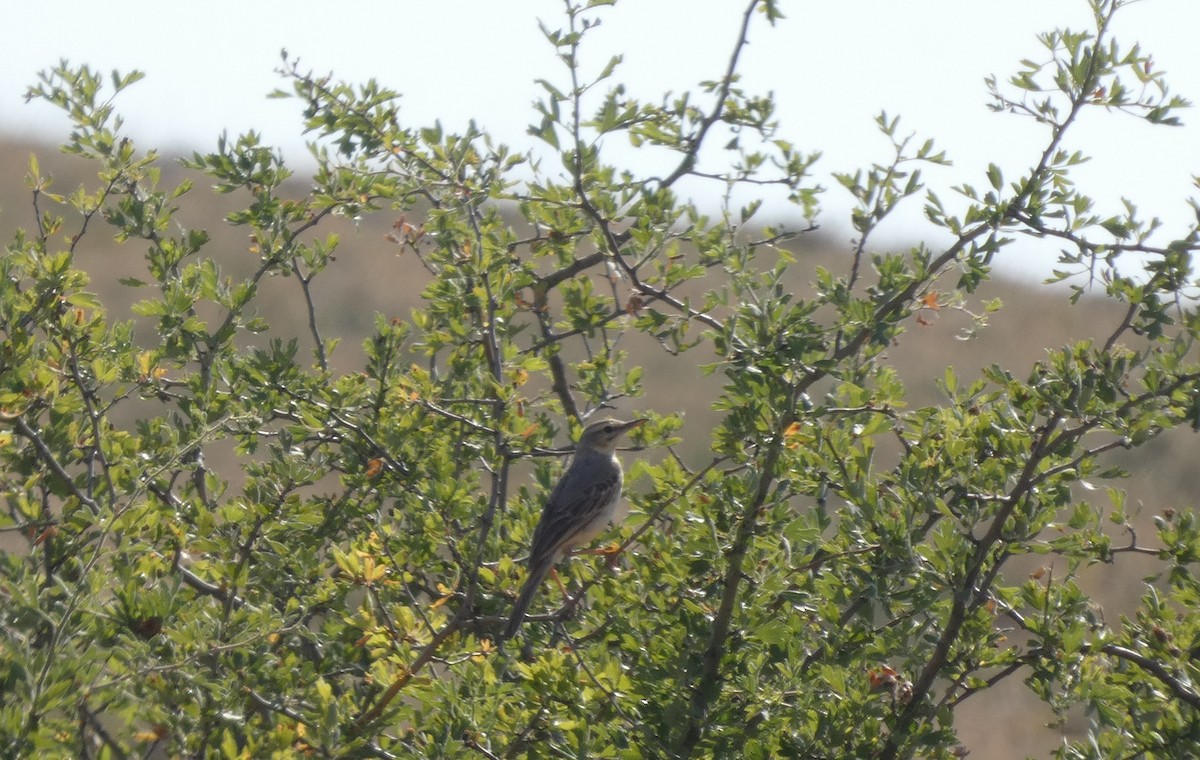 Tawny Pipit - ML638311131