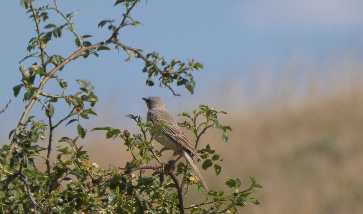 Pipit rousseline - ML638311132