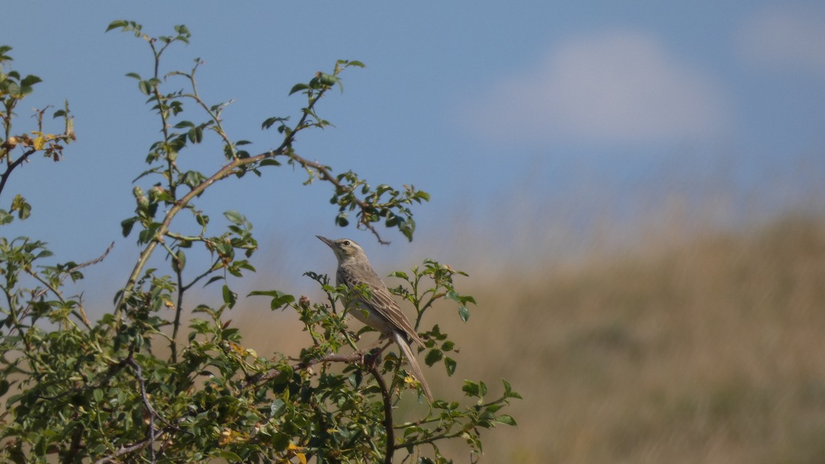 Pipit rousseline - ML638311135