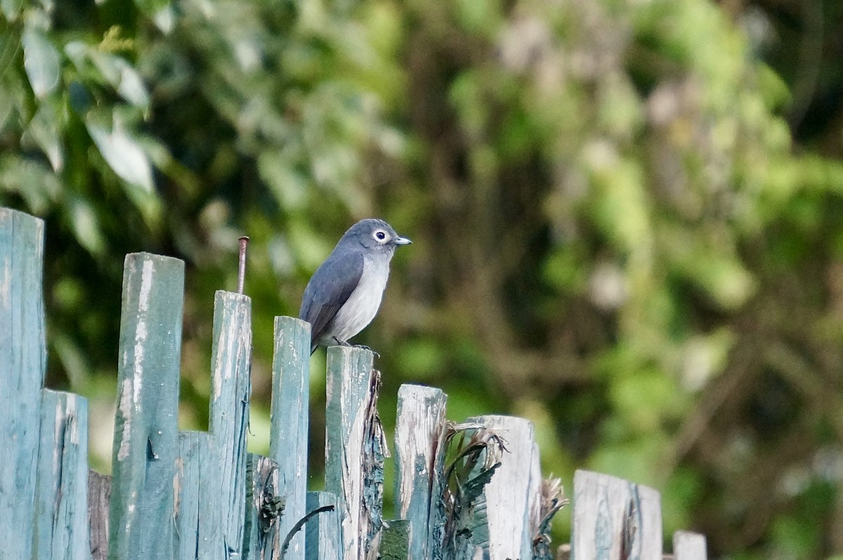 White-eyed Slaty-Flycatcher - ML638311138