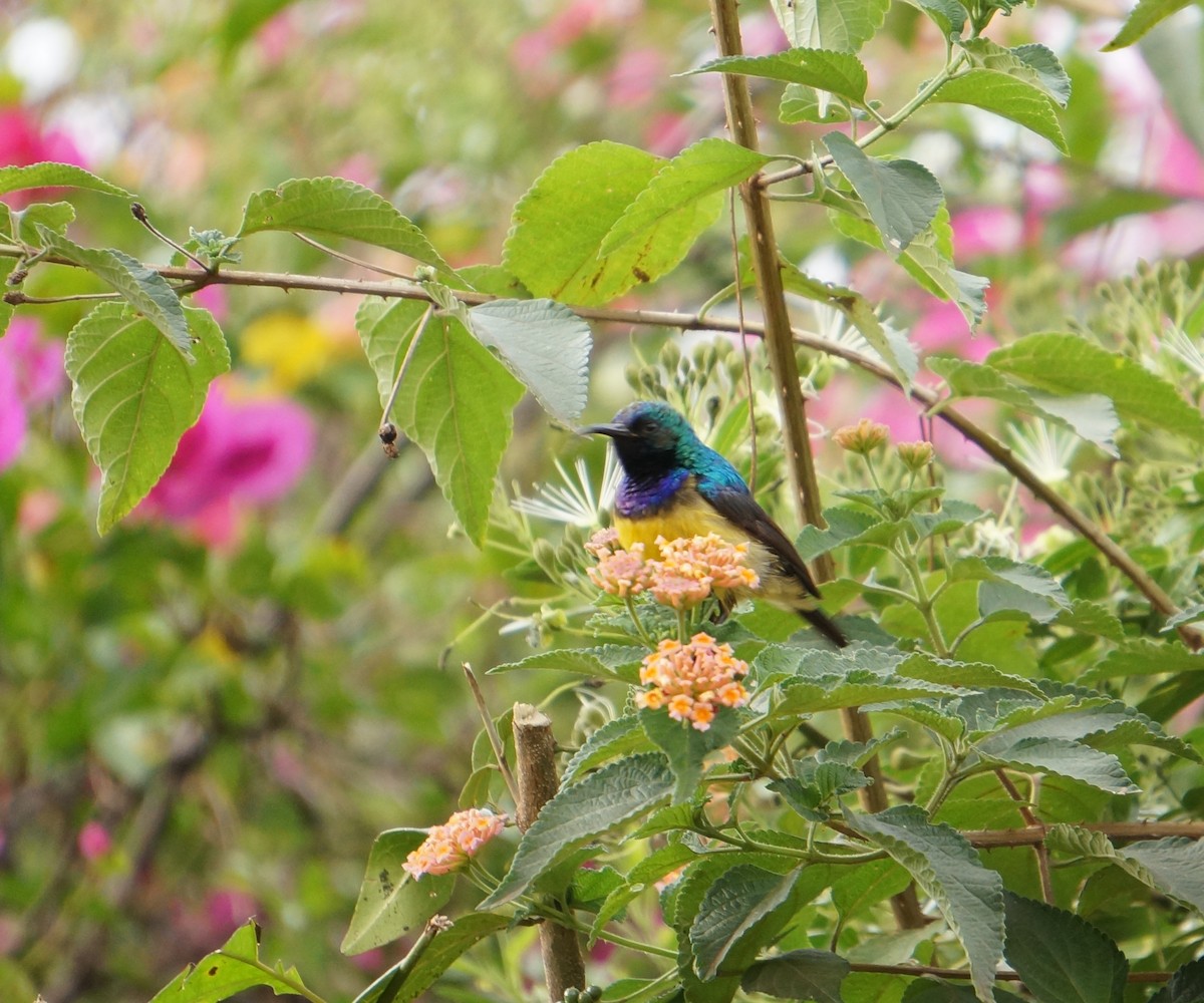 Ziernektarvogel - ML638311145