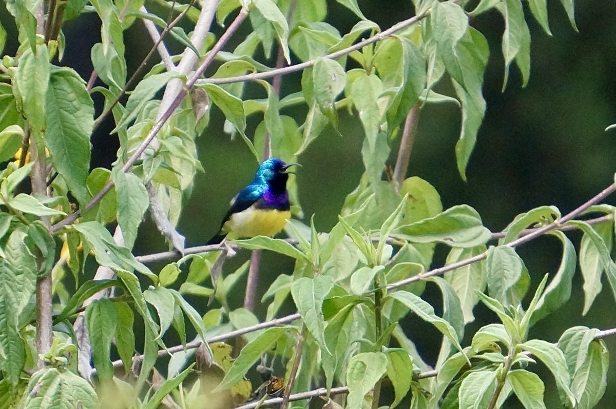 Ziernektarvogel - ML638311146