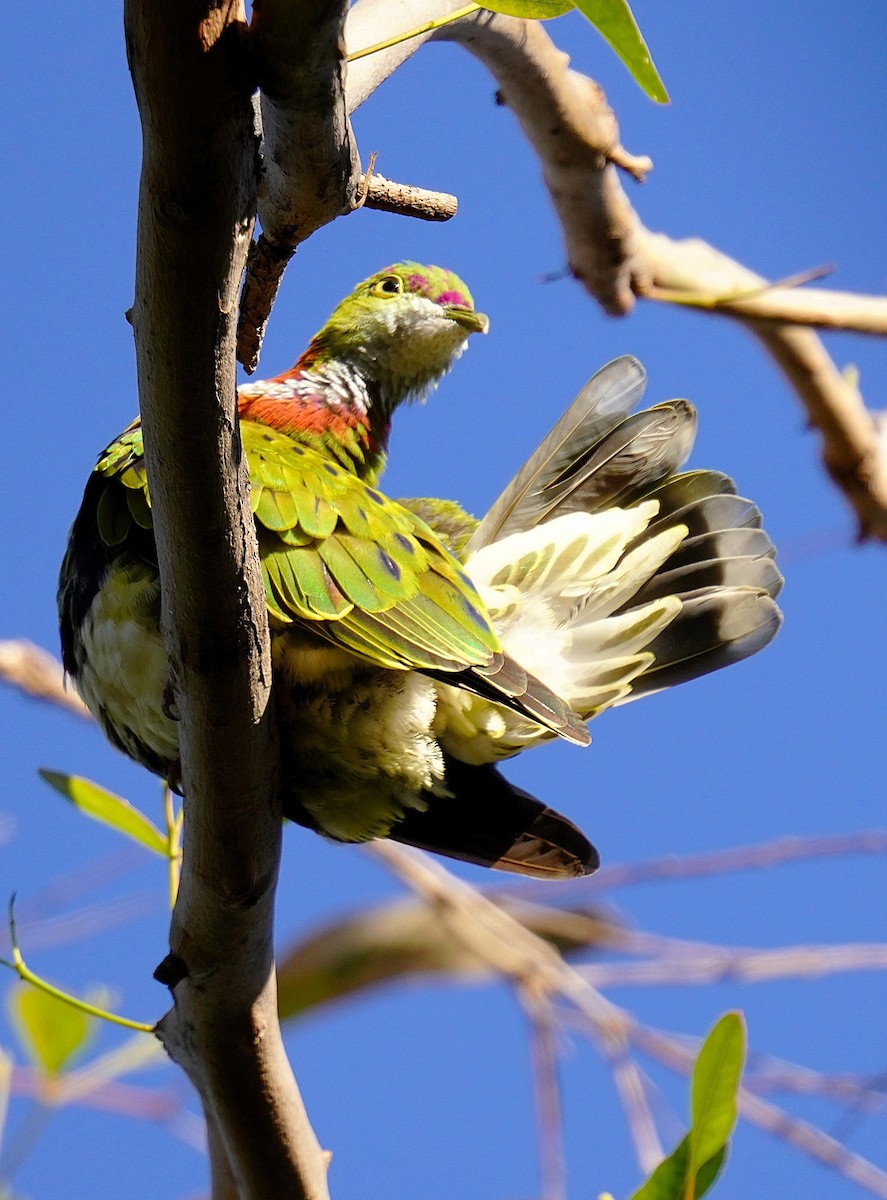 Superb Fruit-Dove - ML638311186