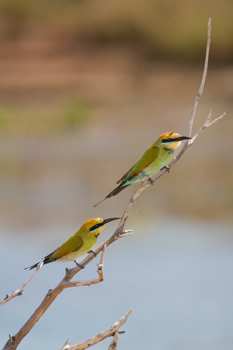 Rainbow Bee-eater - ML638311189
