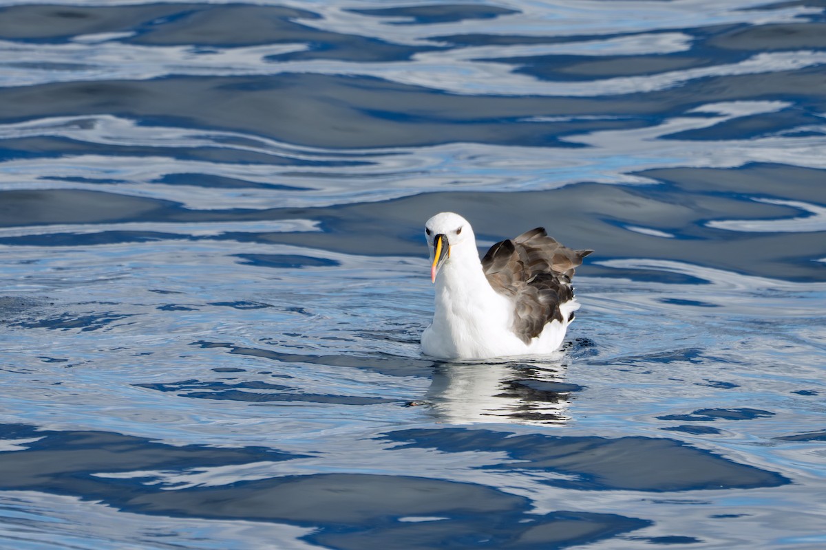 Indian Yellow-nosed Albatross - ML638311190