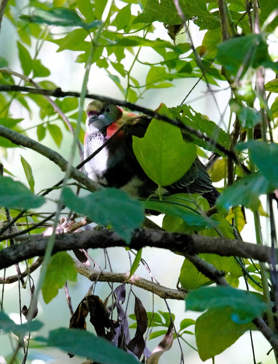 Superb Fruit-Dove - ML638311192