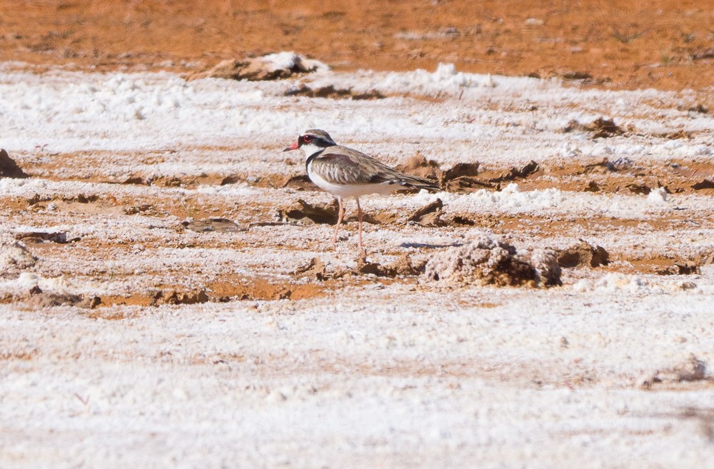 Black-fronted Dotterel - ML638311203