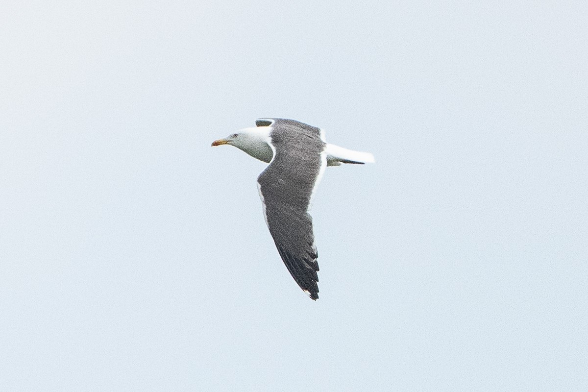 Heringsmöwe - ML638311207