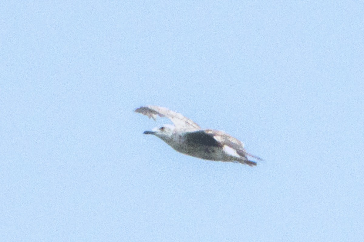 Heringsmöwe - ML638311208