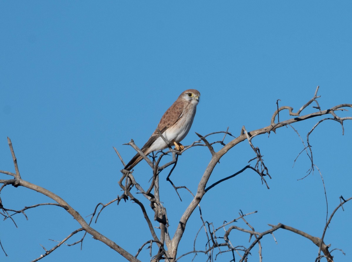 Nankeen Kestrel - ML638311210