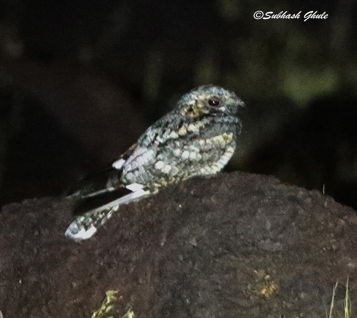 Dschungelnachtschwalbe - ML638311212