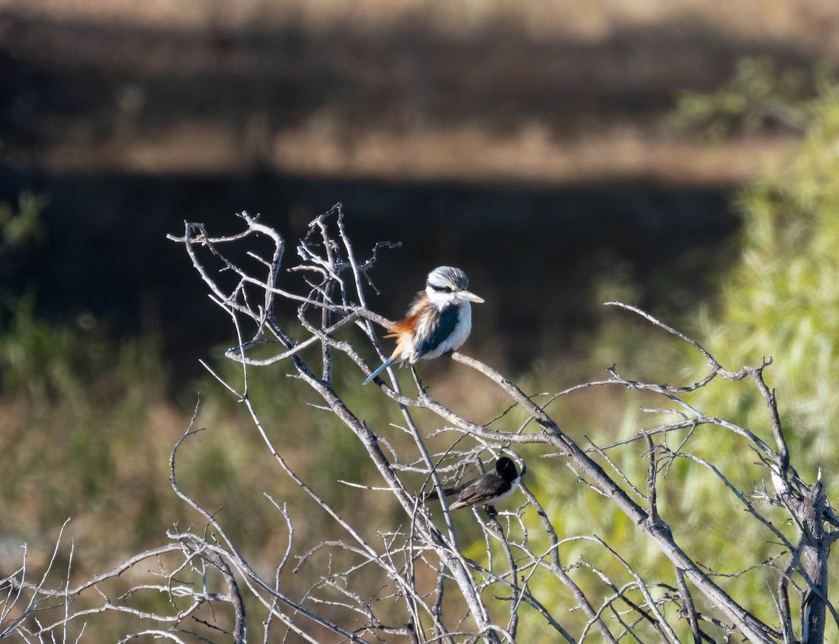 Red-backed Kingfisher - ML638311213