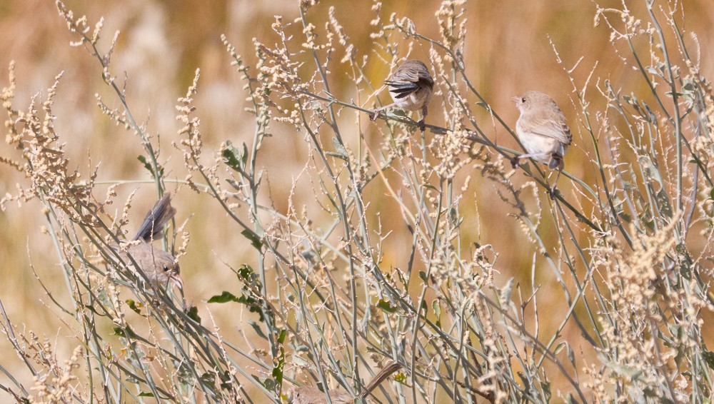 White-winged Fairywren - ML638311220