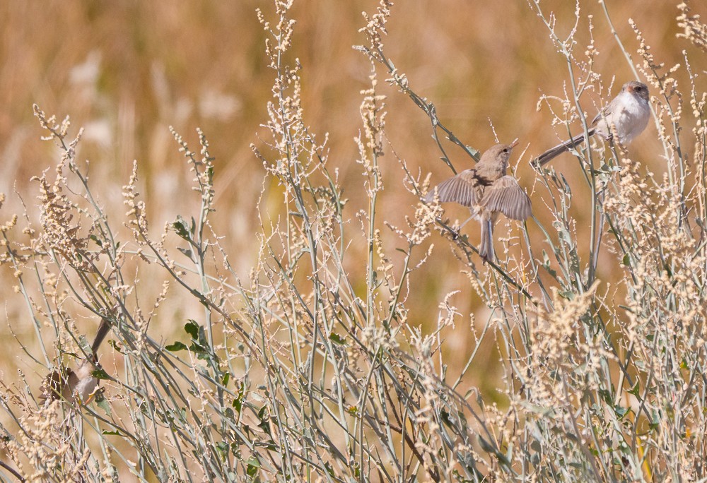 White-winged Fairywren - ML638311221