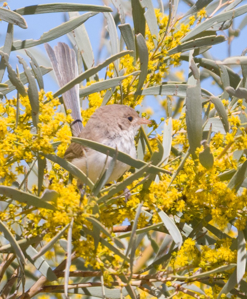 White-winged Fairywren - ML638311224