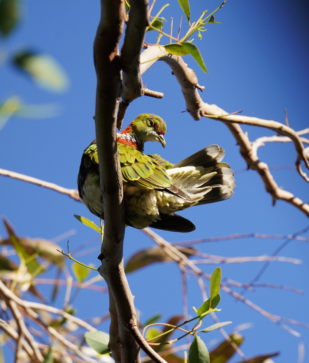 Superb Fruit-Dove - ML638311228