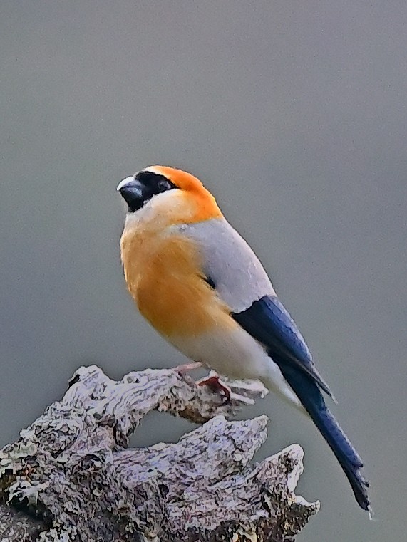 Red-headed Bullfinch - ML638311231