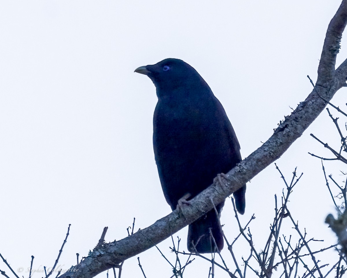 Satin Bowerbird - ML638311244