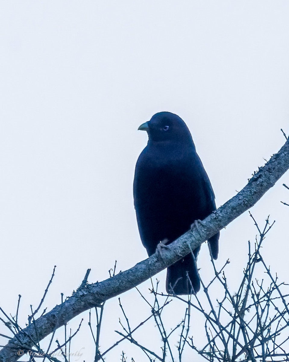 Satin Bowerbird - ML638311246