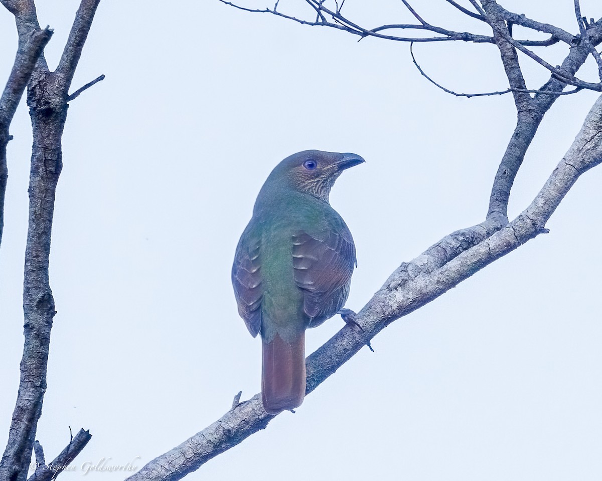 Satin Bowerbird - ML638311247