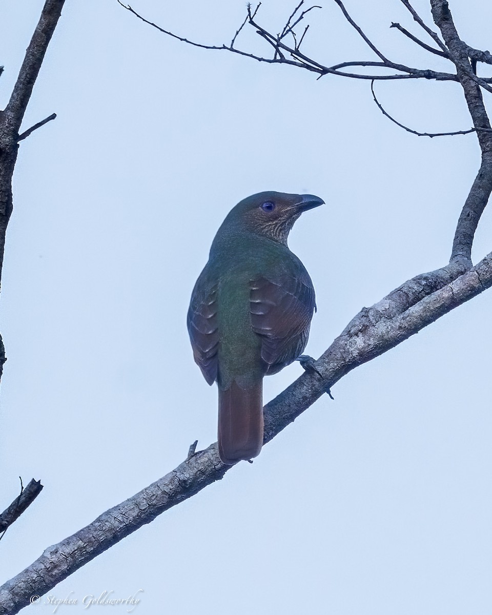 Satin Bowerbird - ML638311248