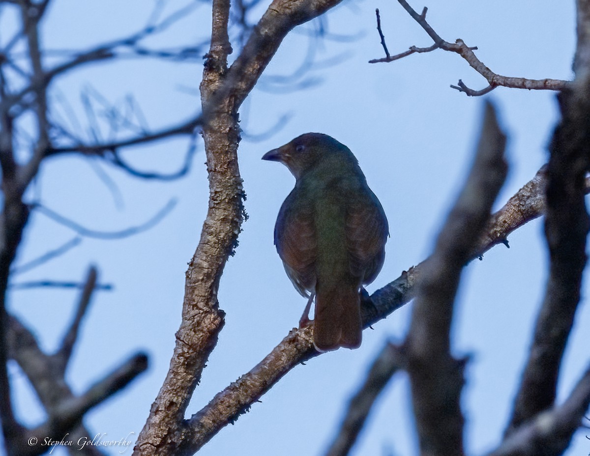 Satin Bowerbird - ML638311249