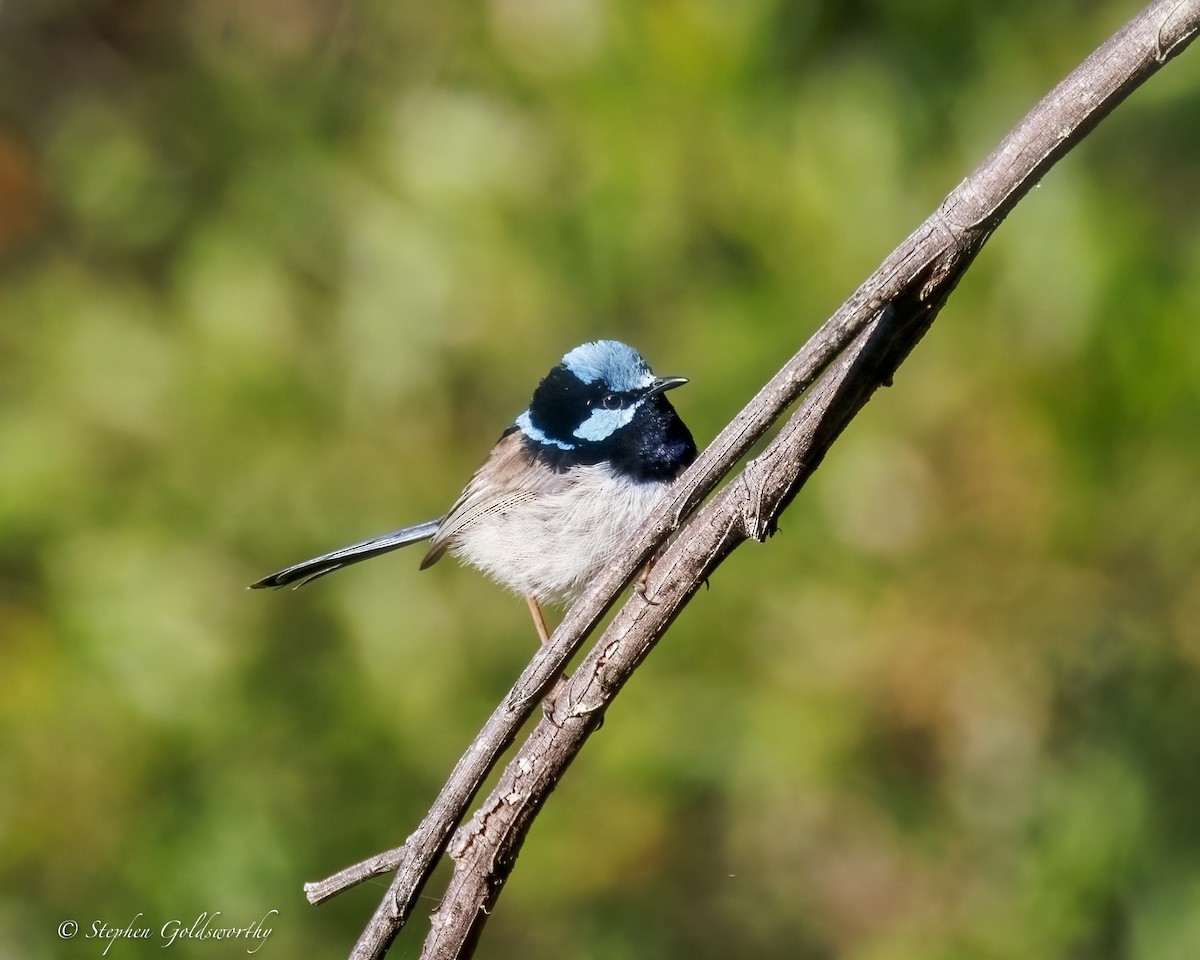 Superb Fairywren - ML638311255