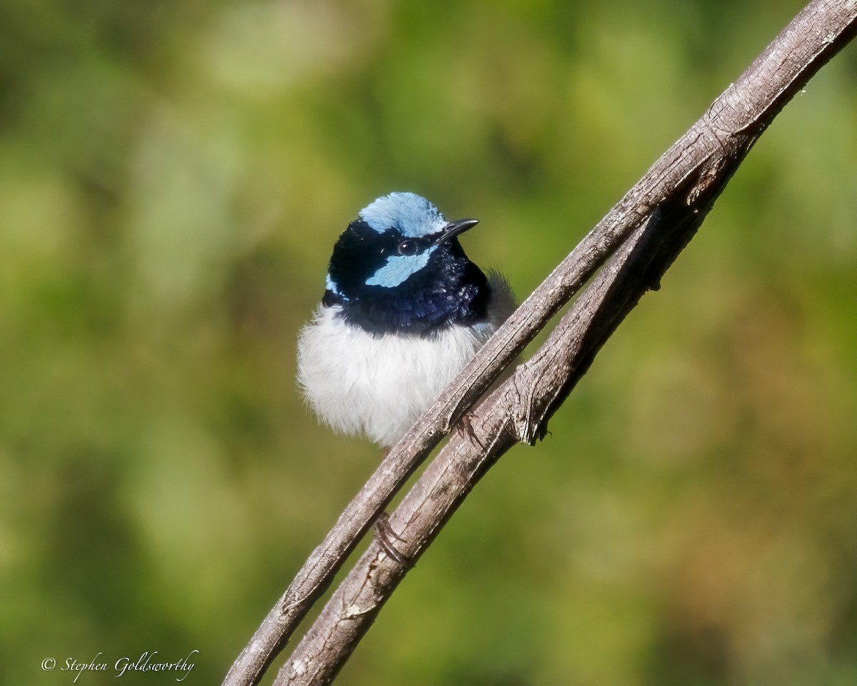 Superb Fairywren - ML638311256