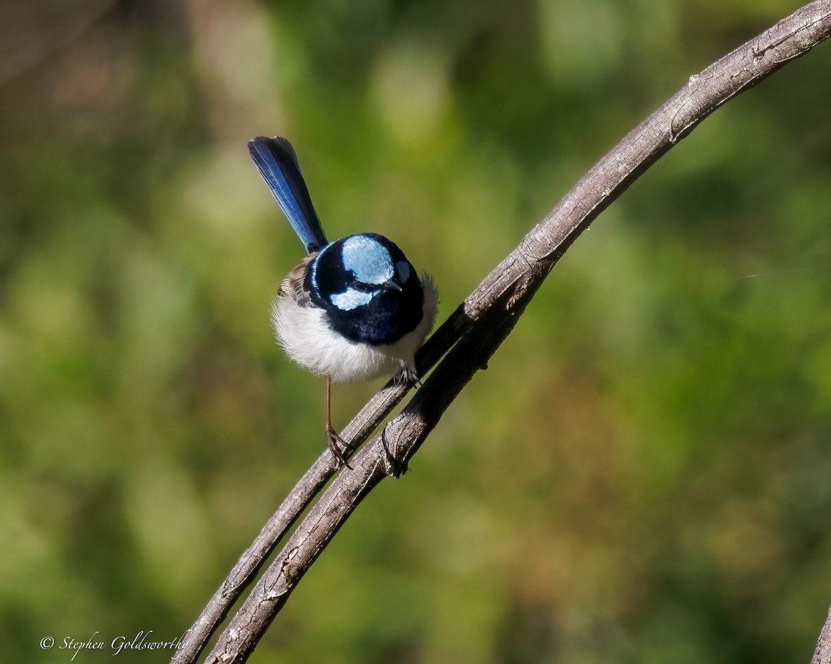Superb Fairywren - ML638311257
