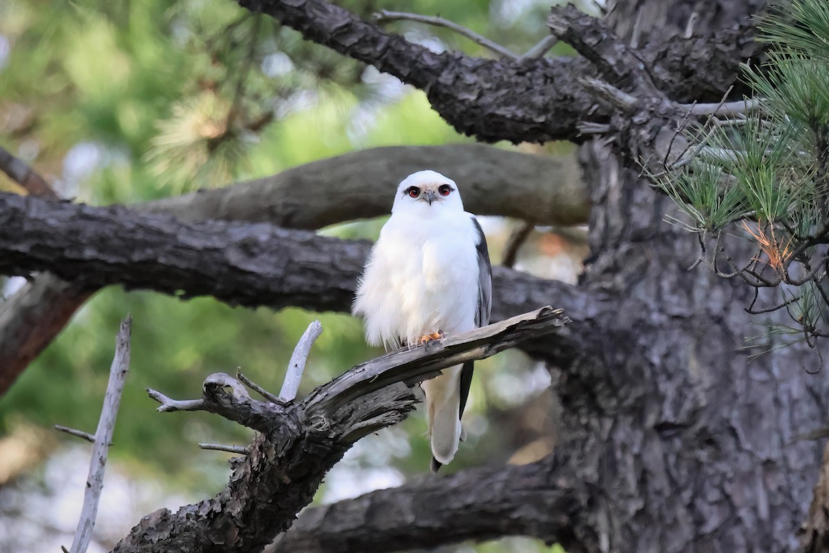 Black-shouldered Kite - ML638311258