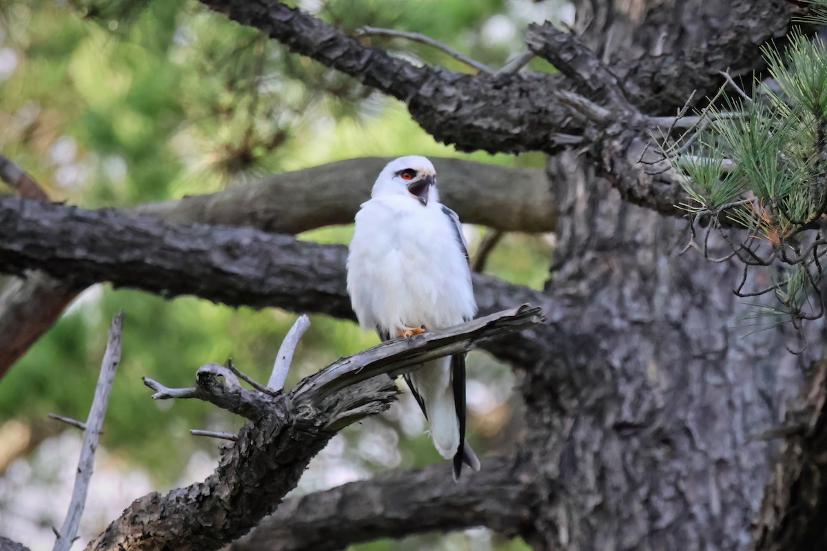 Black-shouldered Kite - ML638311260