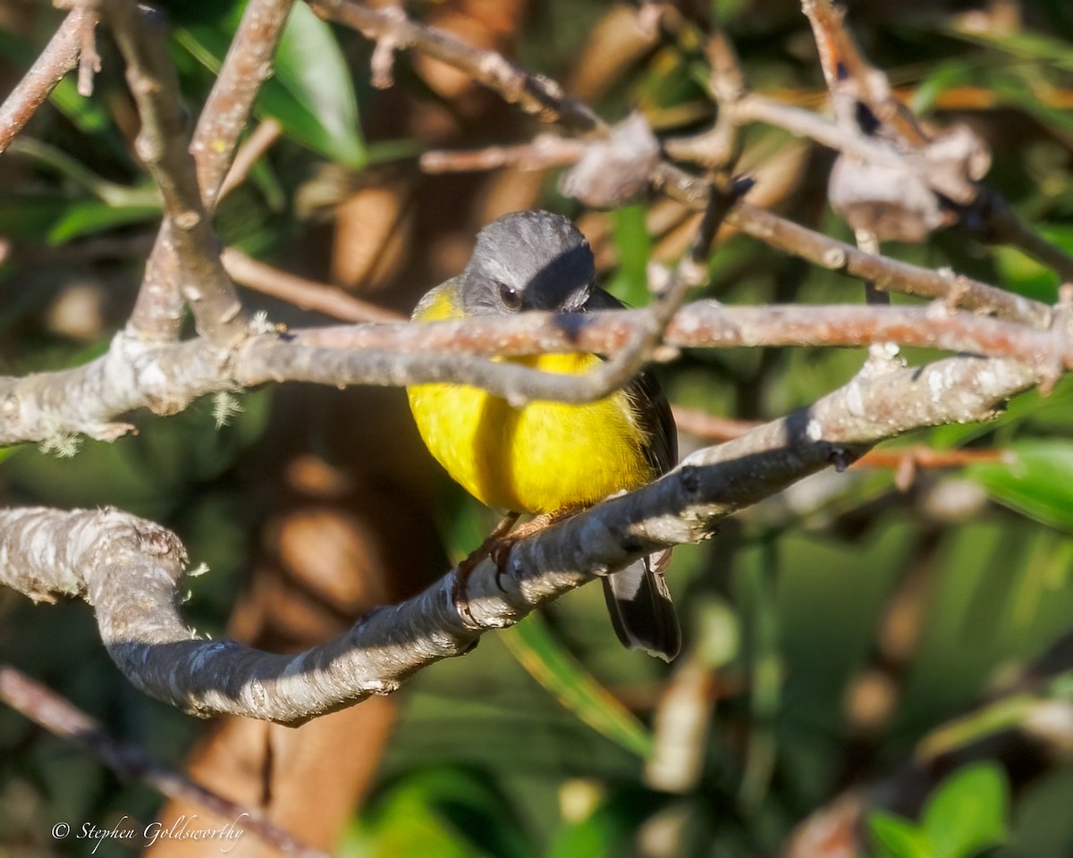 Miro à poitrine jaune - ML638311275