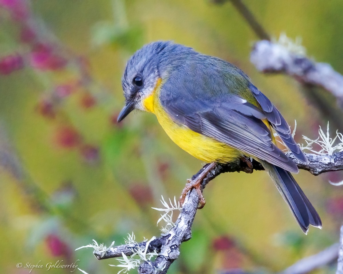 Miro à poitrine jaune - ML638311276