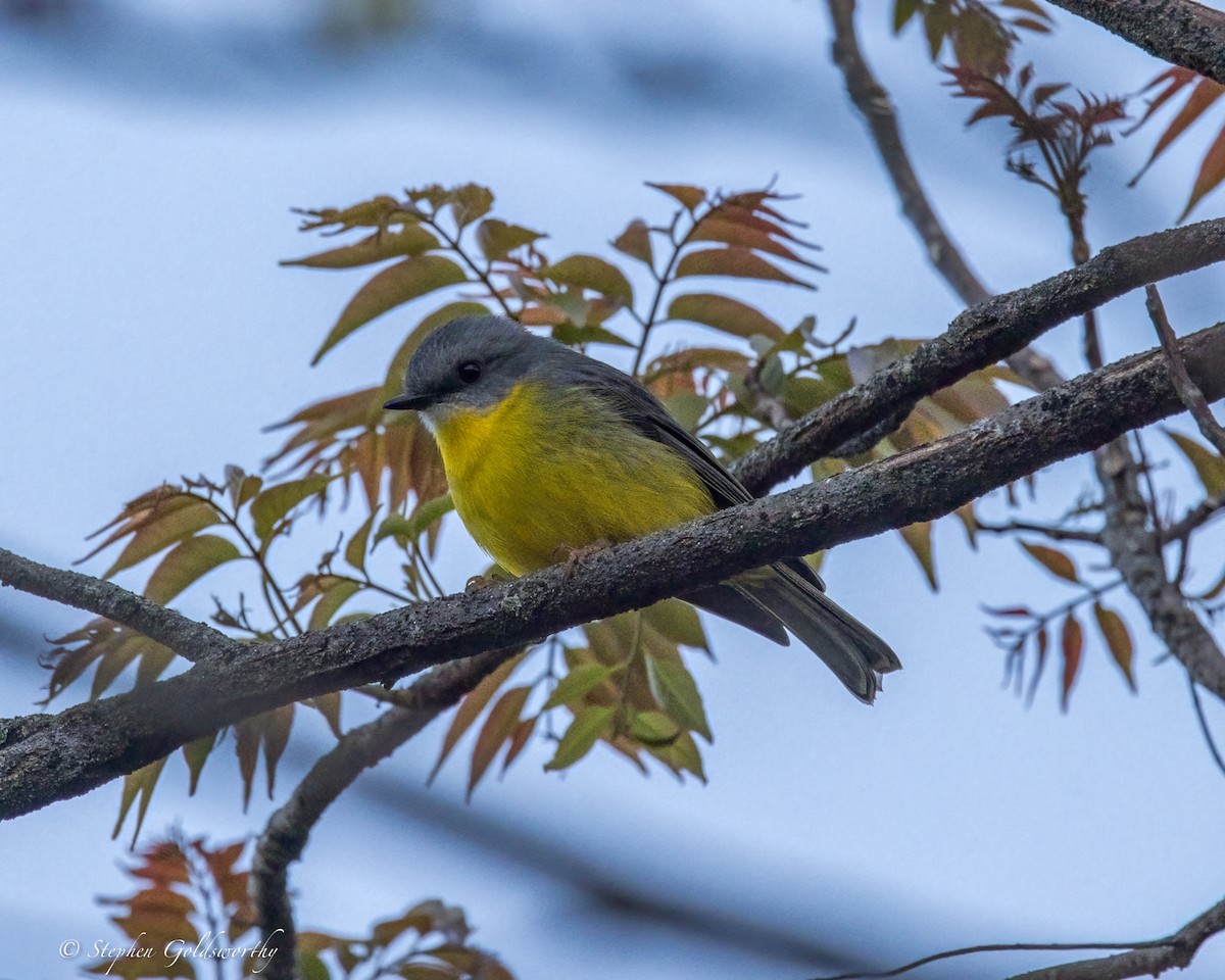 Miro à poitrine jaune - ML638311278
