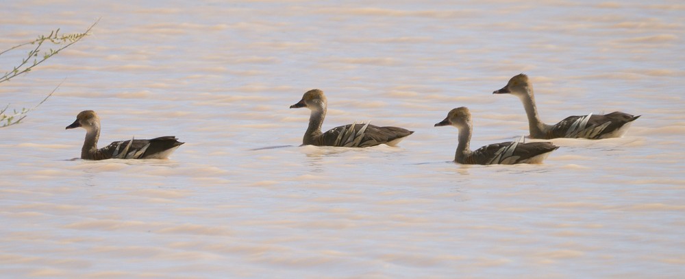 Dendrocygne d'Eyton - ML638311284