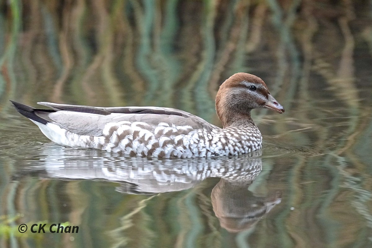 Canard à crinière - ML638311291