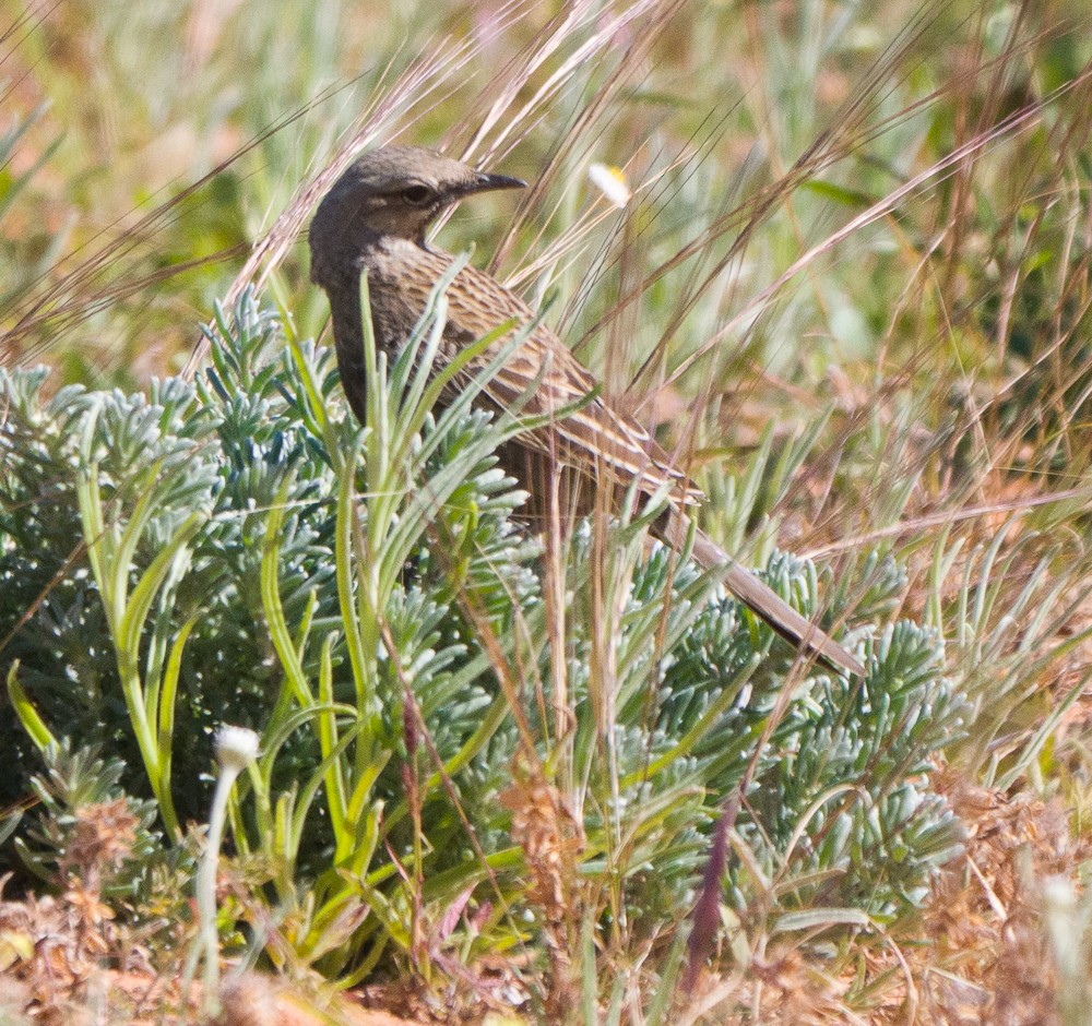 Rufous Songlark - ML638311293