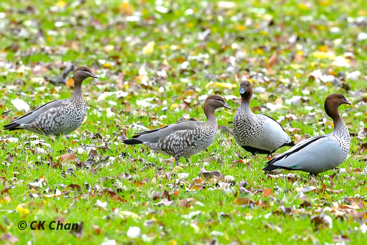 Canard à crinière - ML638311295