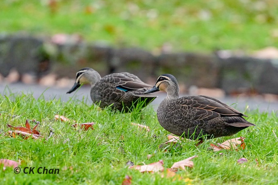 Canard à sourcils - ML638311296