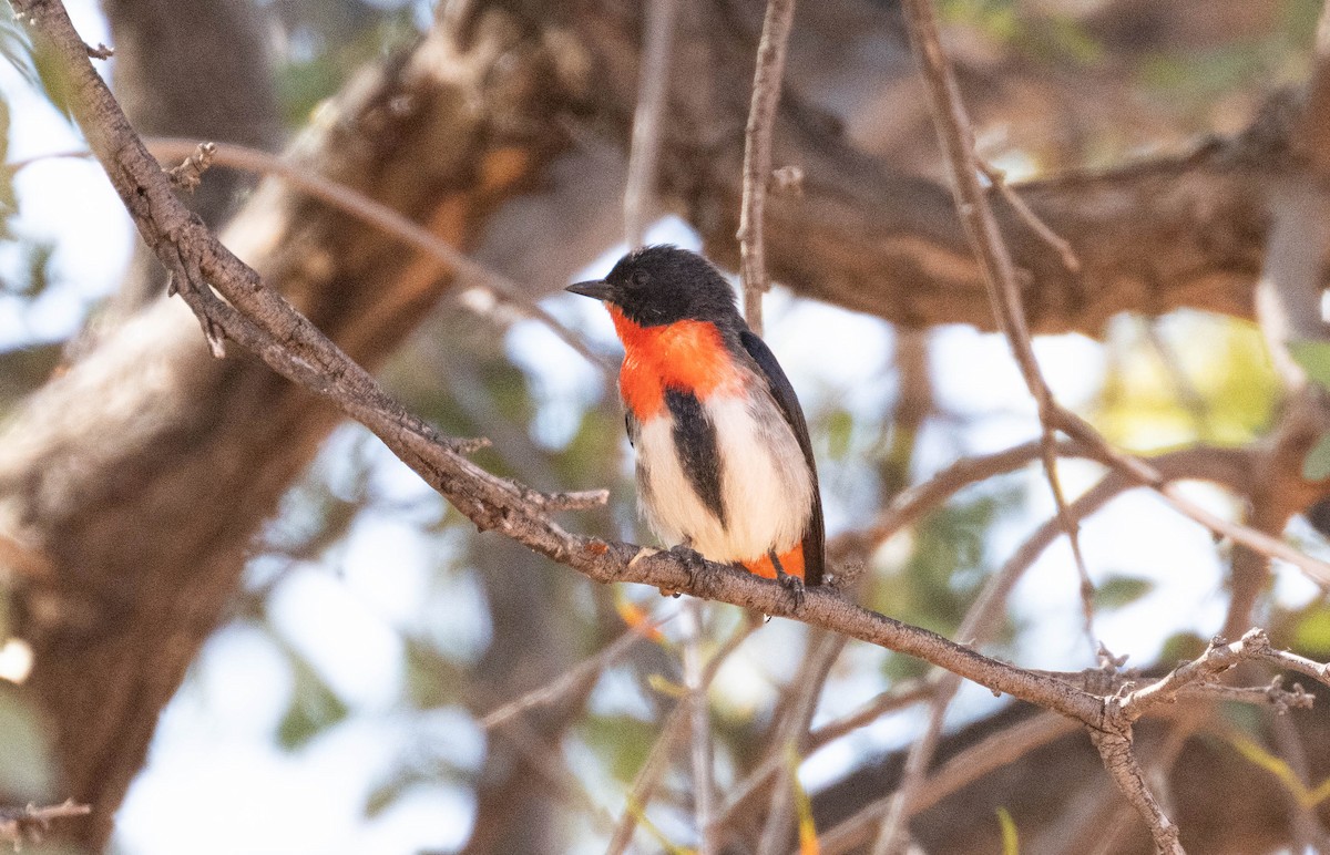 Mistletoebird - ML638311301