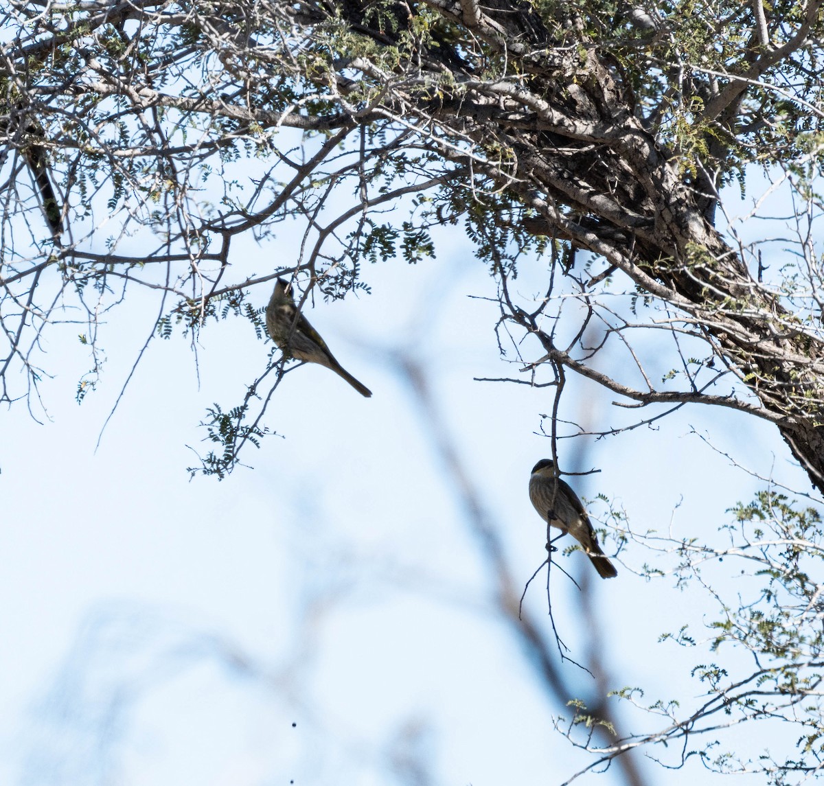 Singing Honeyeater - ML638311312